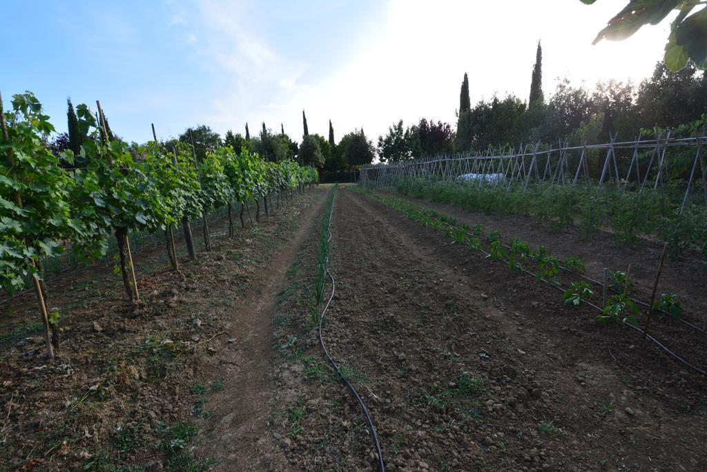 Agriturismo Dolce Verde Castiglione del Lago Ngoại thất bức ảnh